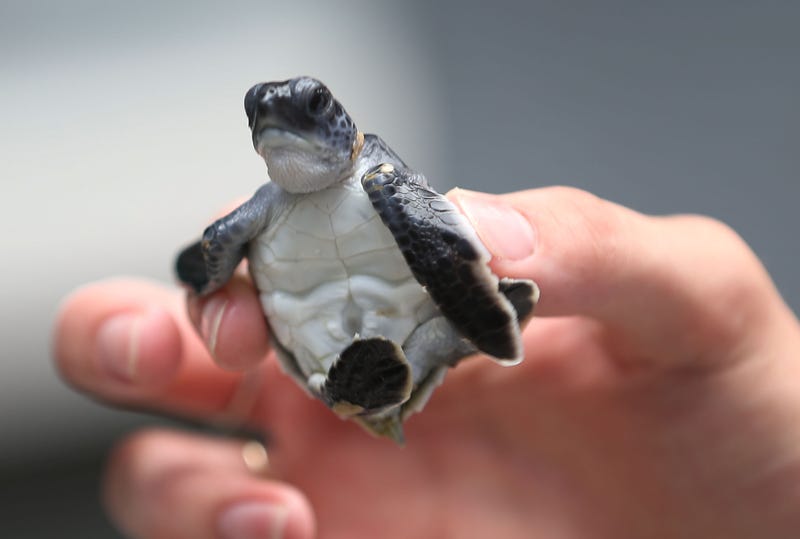 Save The Sea Turtles 