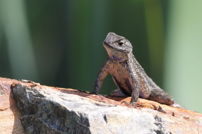 Western Fence lizard