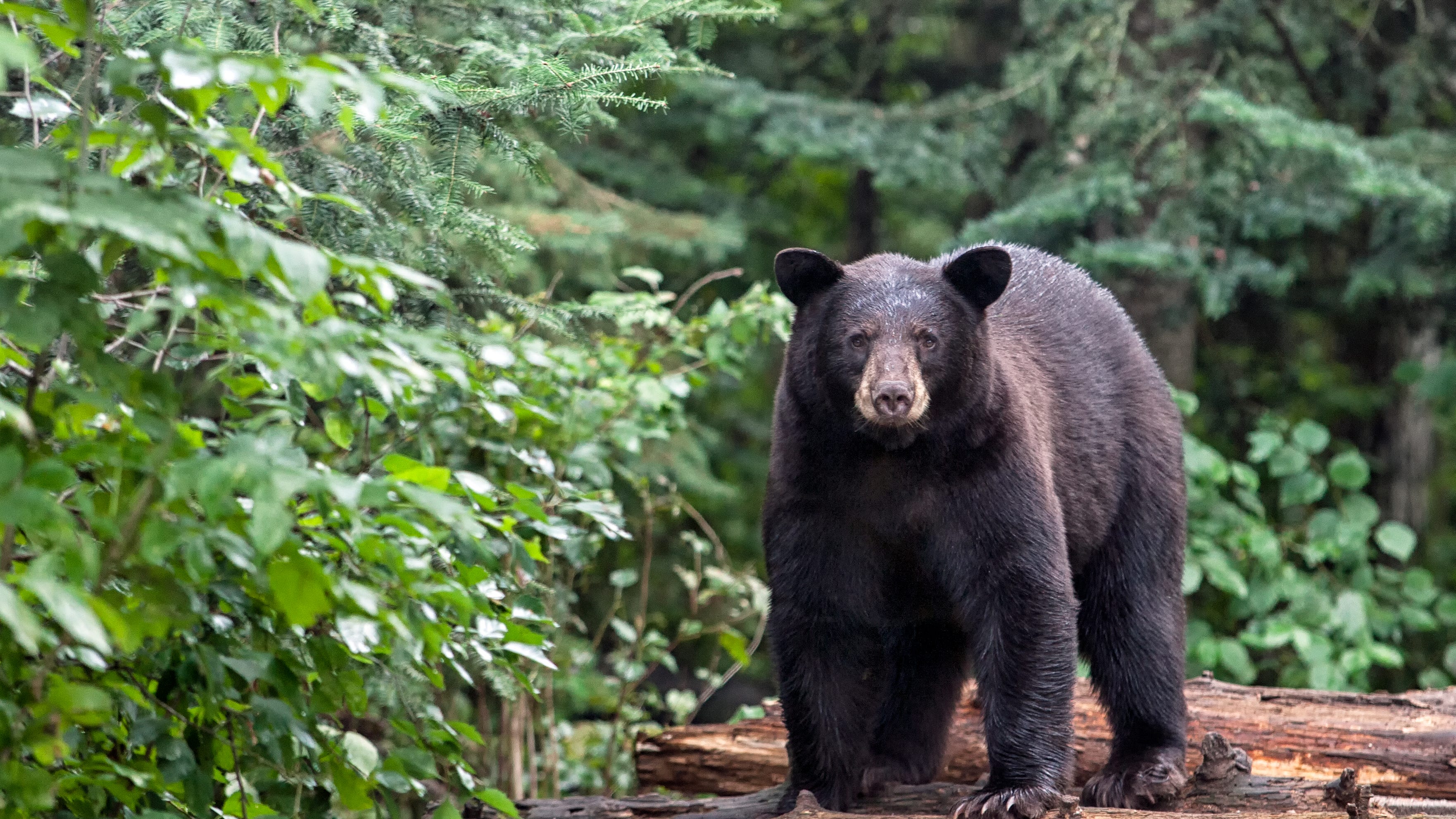 Woman, 81, injured, dog killed during bear attack in NJ