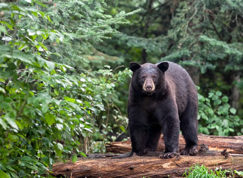 Bear