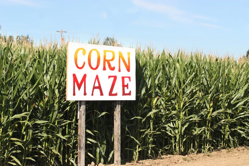 Corn maze sign next to corn field