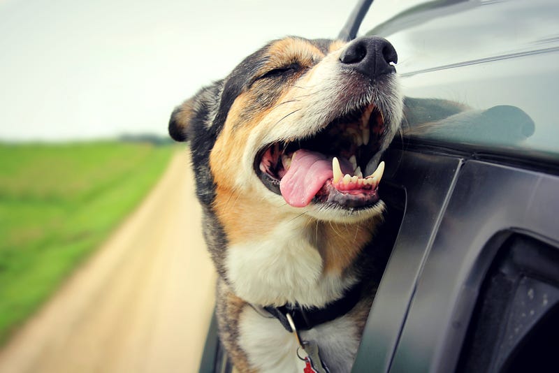 Dog happy with his head out the window. 