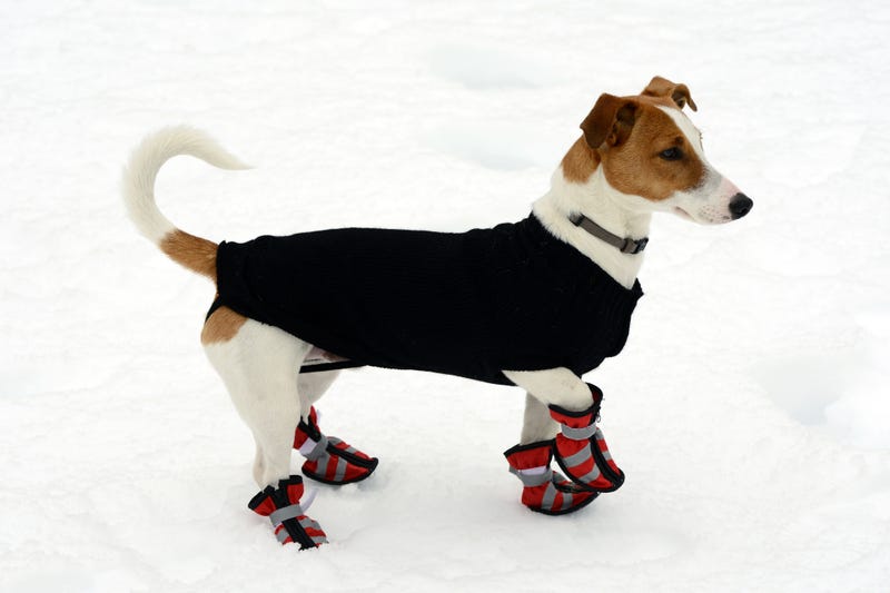 Chicago cold dogs