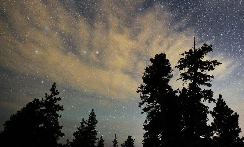  A Perseid meteor streaks across the sky above desert pine trees on August 13, 2015 in the Spring Mountains National Recreation Area, Nevada. 
