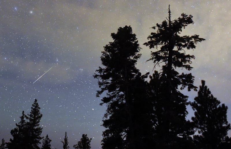 A Perseid meteor streaks across the sky above desert pine trees on Aug. 13, 2015, in the Spring Mountains National Recreation Area, Nevada.