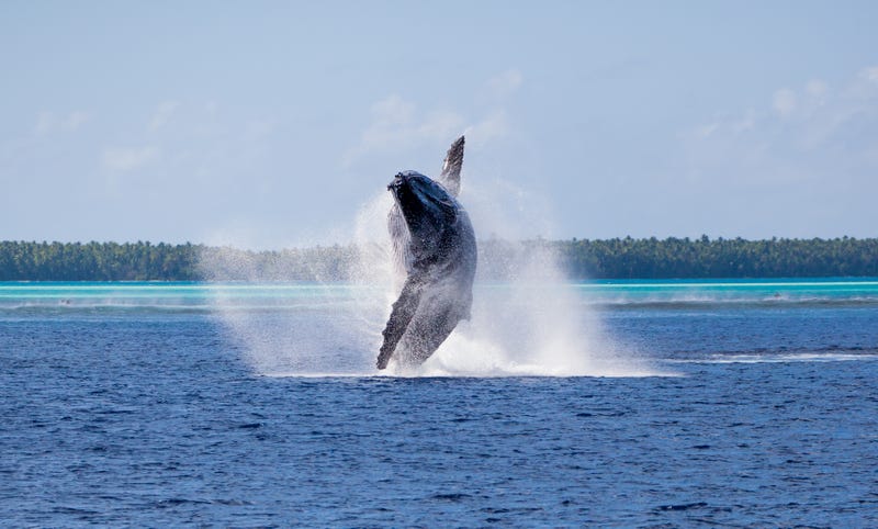 Humpback whale
