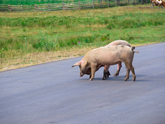 Pigs on road