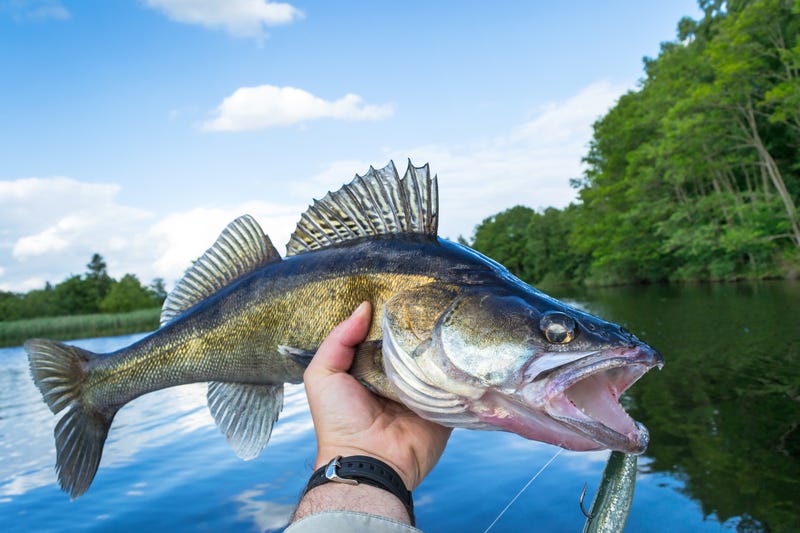 Walleye, Minnesota, Department of Natural Resources