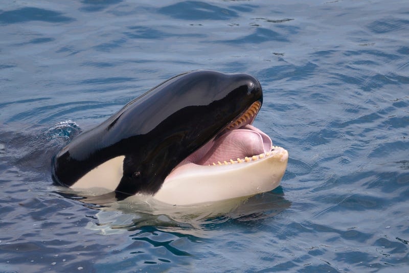 Head of killer whale (Orcinus orca) opening mouth in blue water