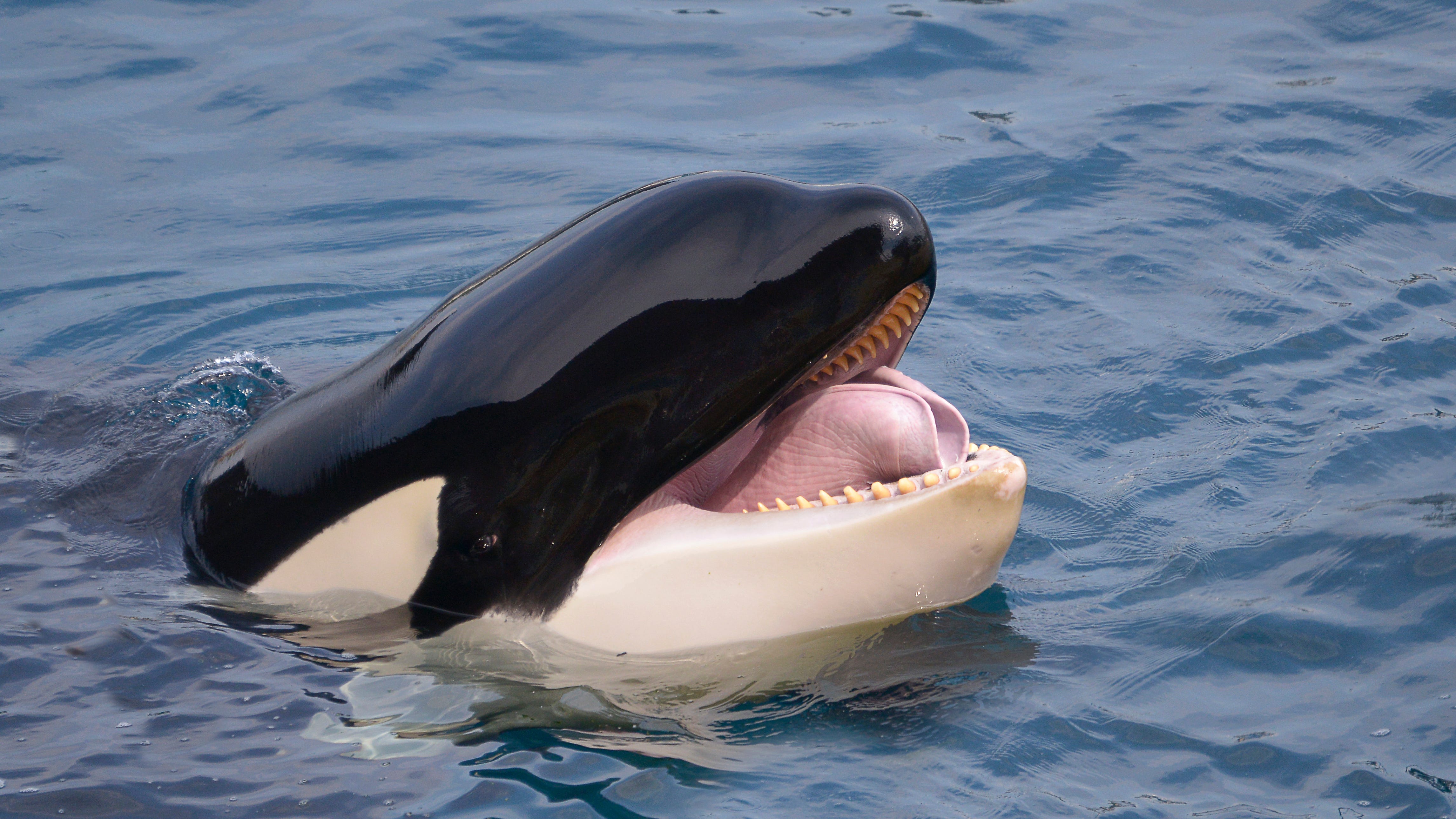 PODCAST: Are orcas the serial killers of the sea?