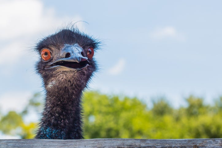 emu
