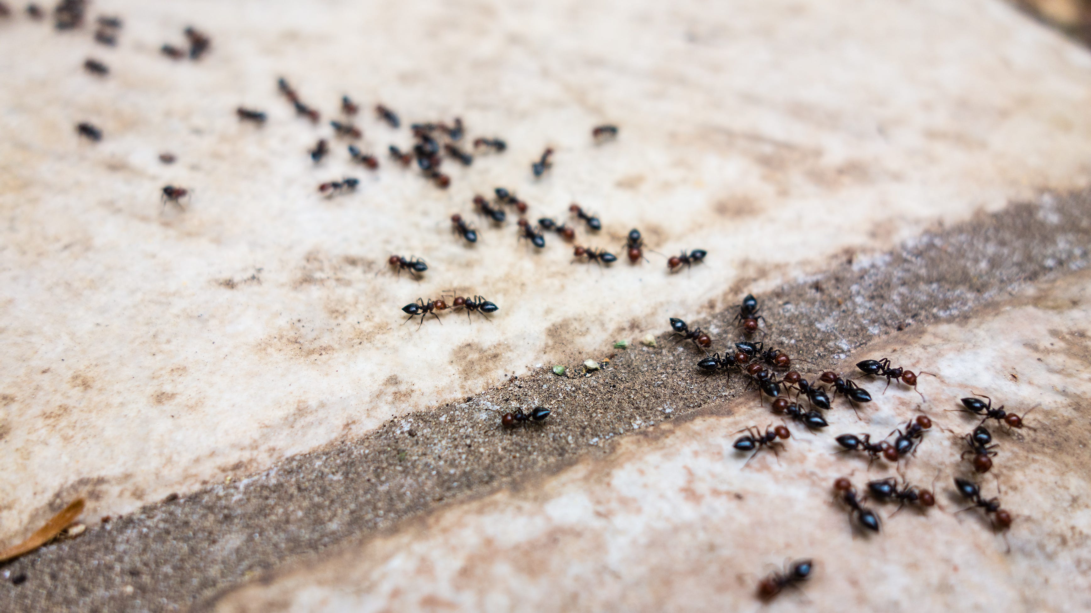 There are 20,000,000,000,000,000 ants on the planet, outnumbering humans 2.5 million to 1. What does that mean for us?
