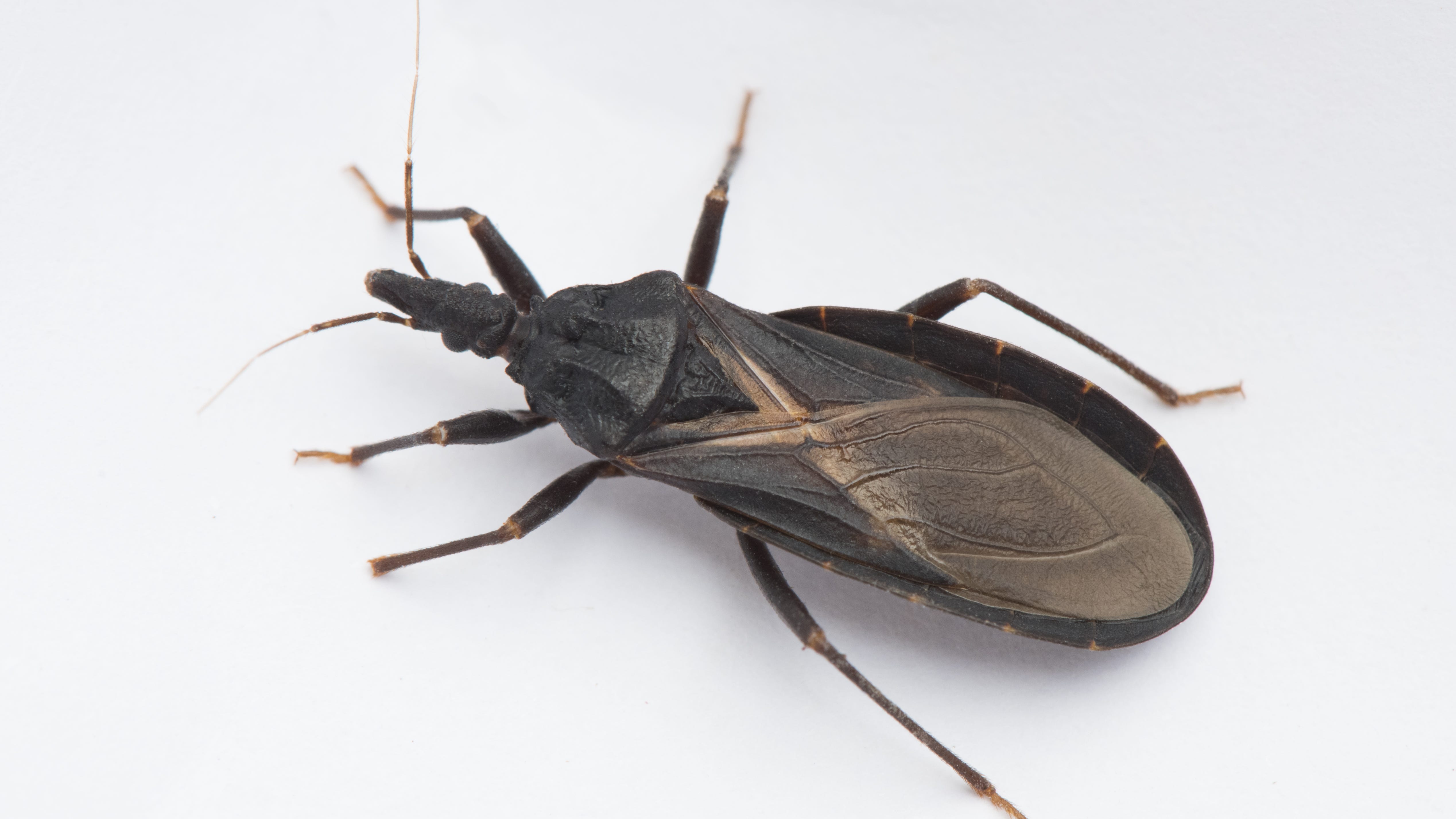 Deadly 'kissing bug' affecting Latin Americans needs to be taken seriously