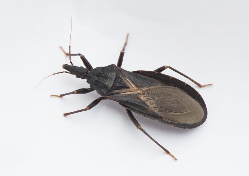 The Kissing Bug