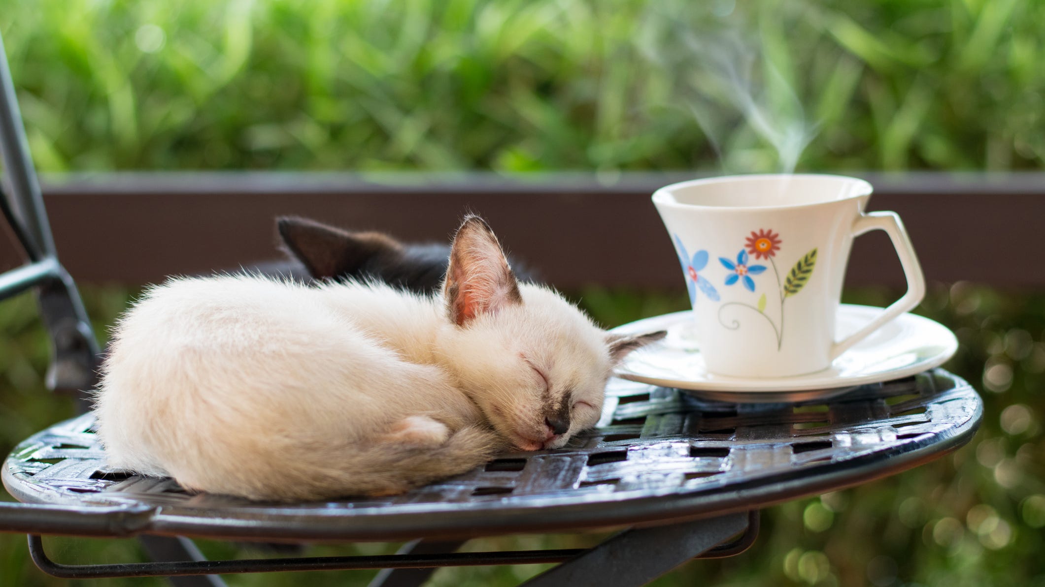 Arlington has a cat cafe and the animals are adoptable