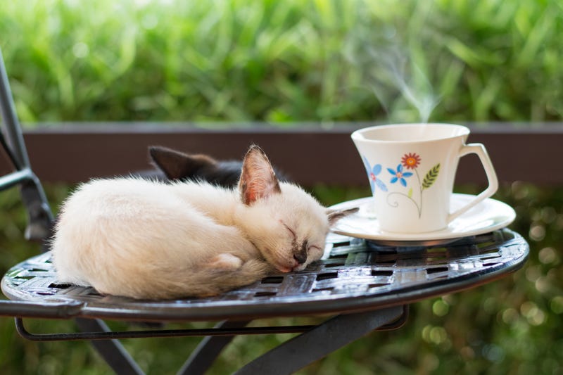Cat cafe, cute kittens sleeping on a chair with a cup of coffee