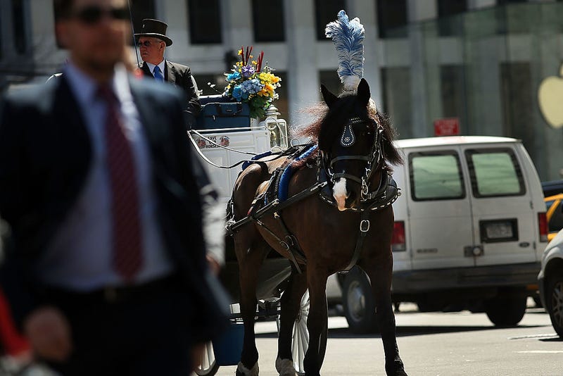 A carriage horse and driver travel down the street near Central Park on April 21, 2014 in New York City.