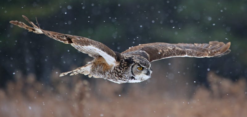 owl