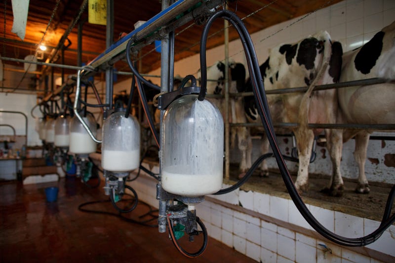 milk