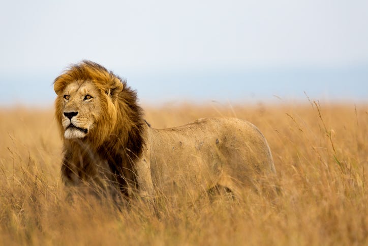 lion