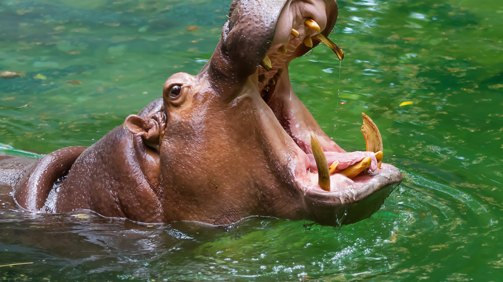 1-year-old child dead and 17 people missing after hippo attacks boat