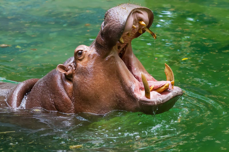 A hippo with its mouth open. 