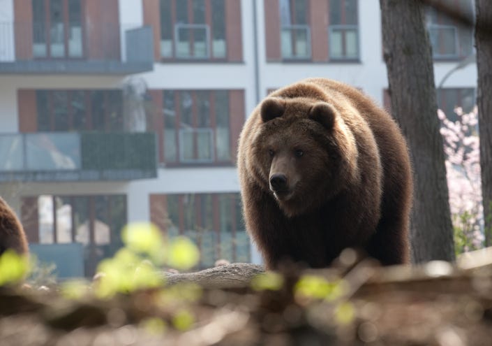 Bear