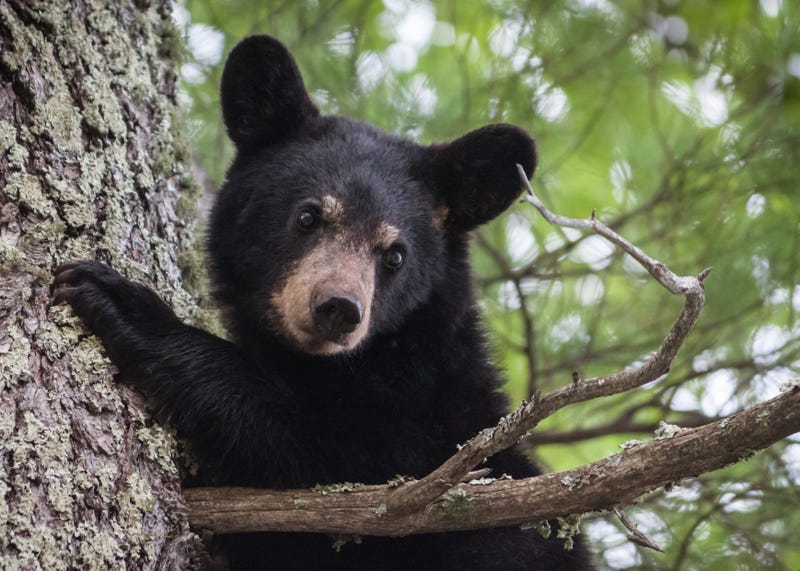 Small Black Bear