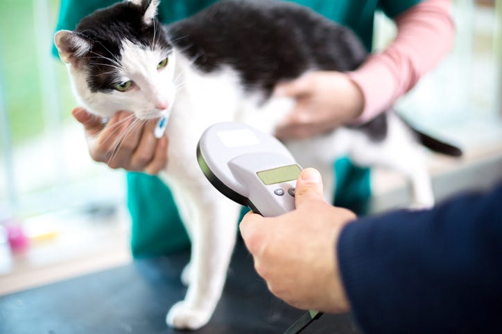 Identifying cat with microchip device 