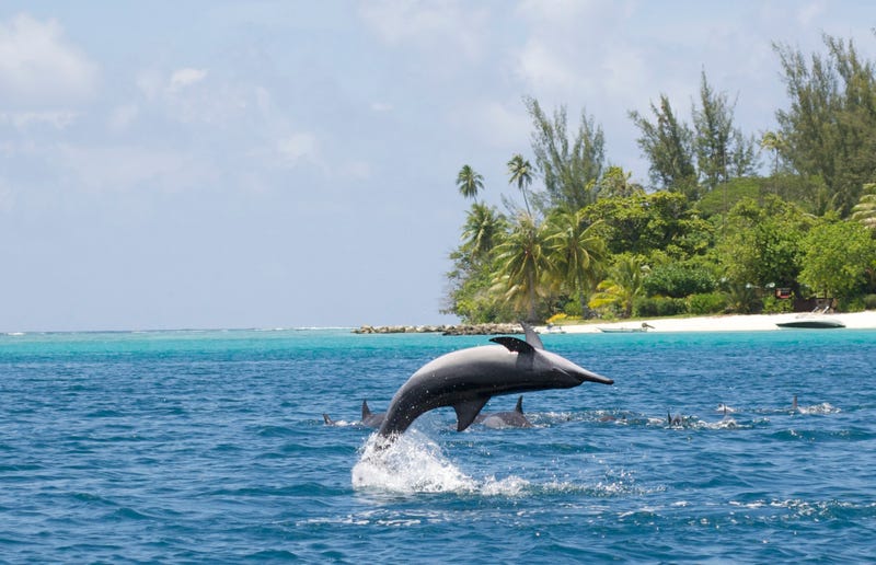 Spinner dolphin stock photo. 