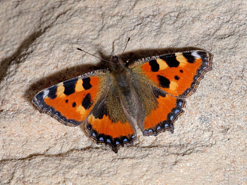California Tortoiseshell Butterfly bathing in the sun
