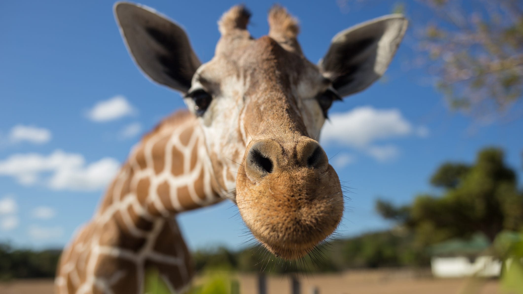 L.A. Zoo offers free admission to LAUSD students ahead of school closures