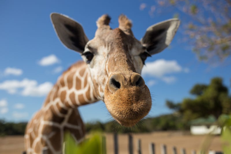 giraffe