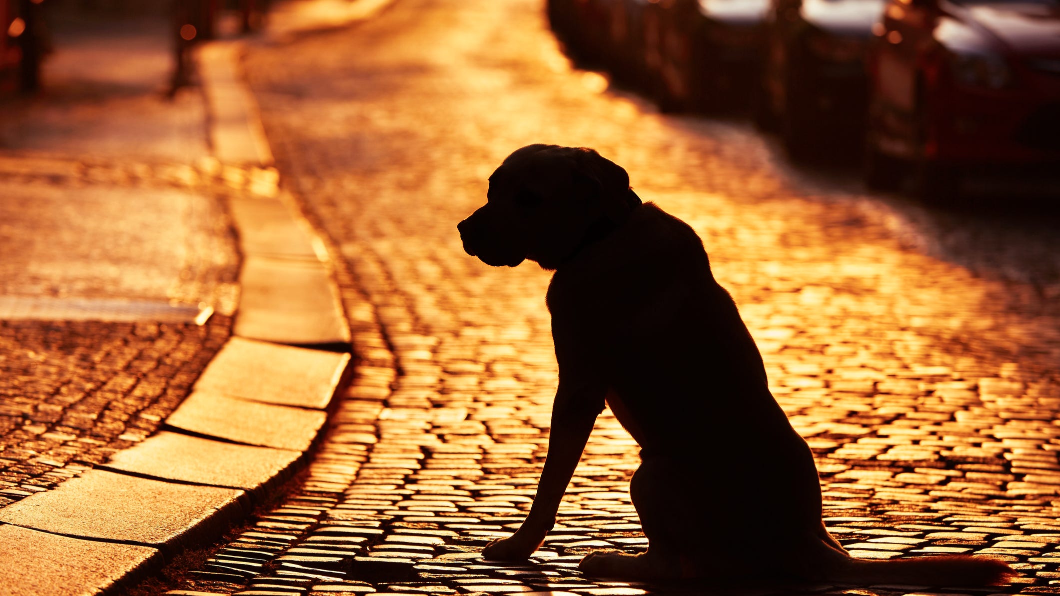 Dog lost in California pops up a year later in Kansas