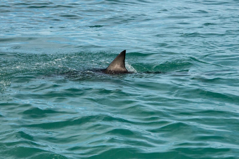 Shark