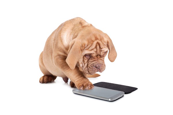 Puppy touching a cell phone