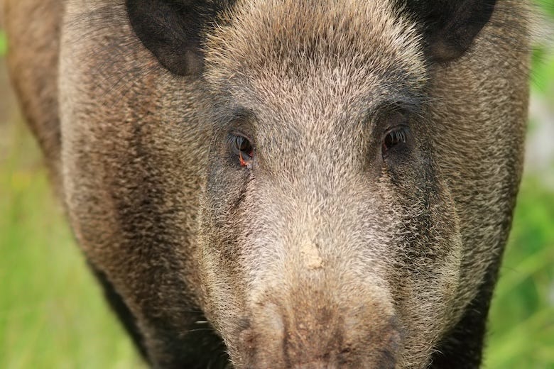 Wild boar looking at the camera
