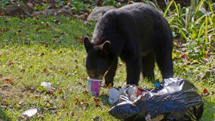 Connecticut family fearful after 2 bears break into home