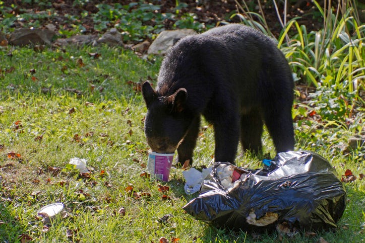 bear in person's garbage