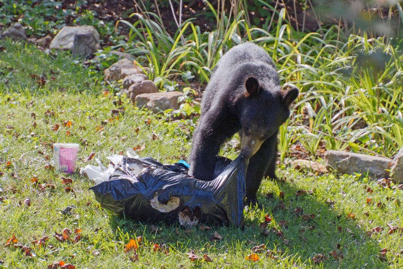 Bear in yard