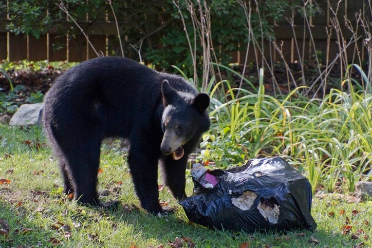 Bear