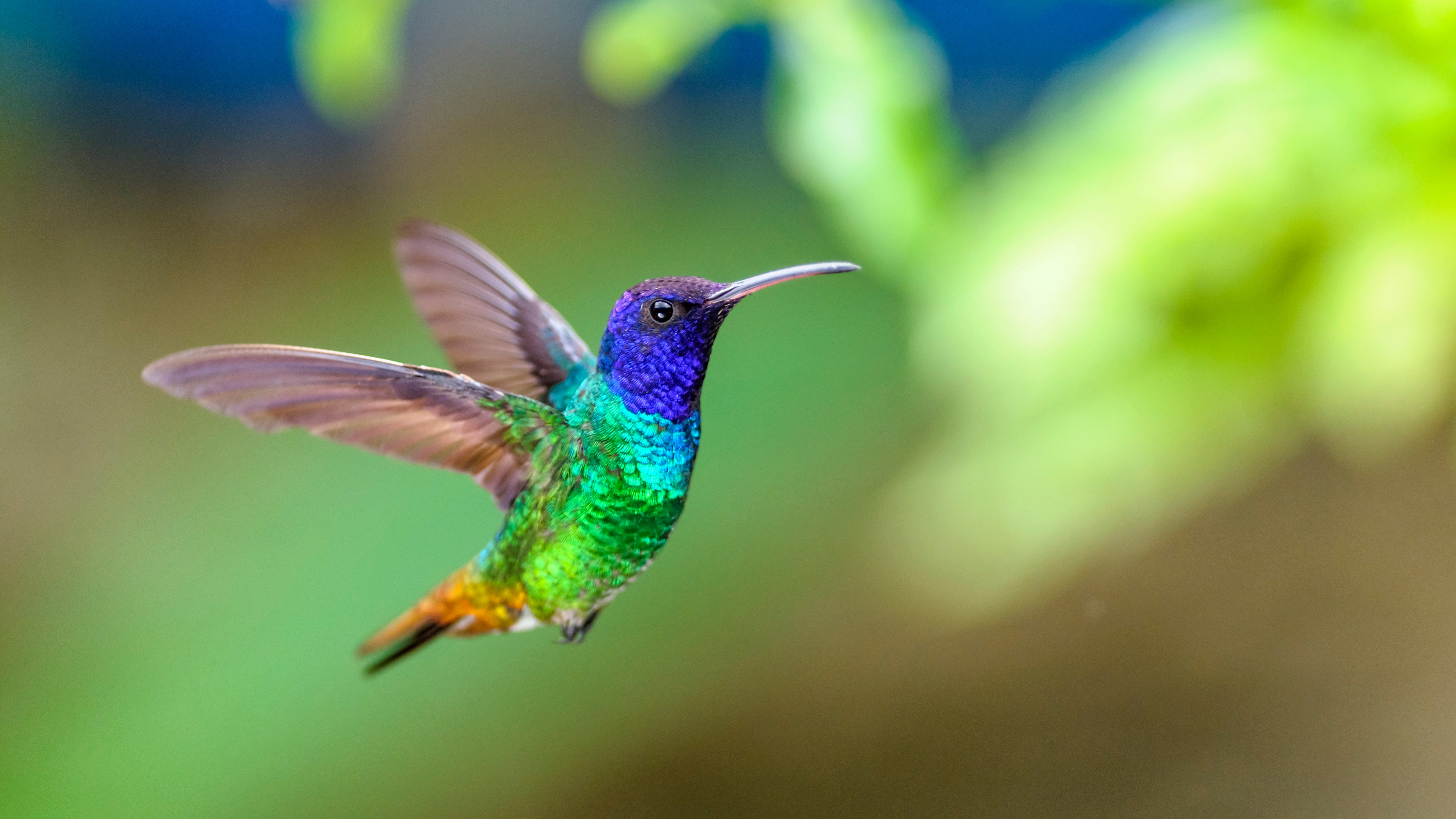 South suburban nature center to celebrate hummingbirds