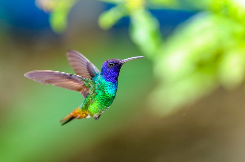hummingbird