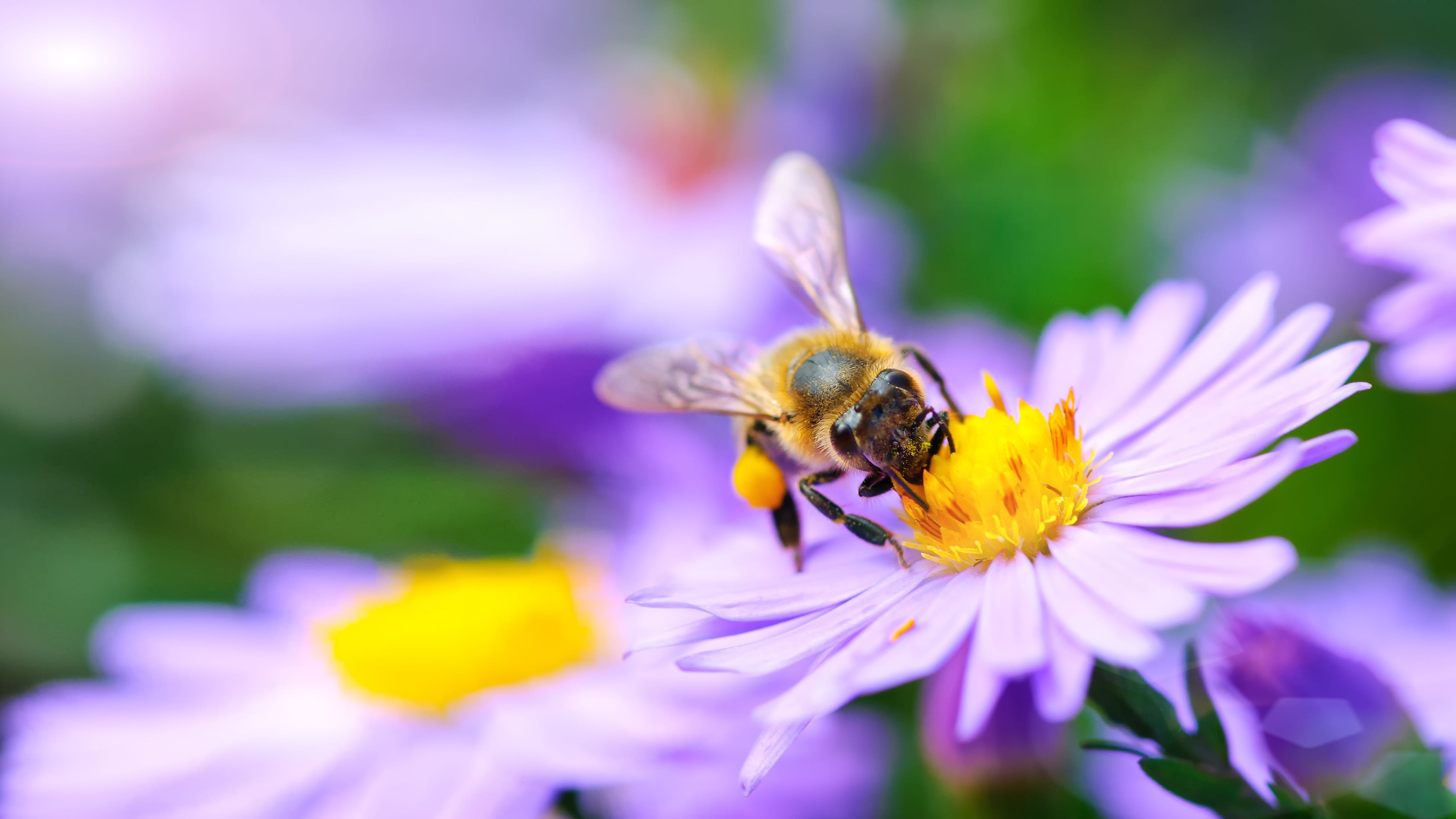 Millions of bees used in pollination die in airline shipping