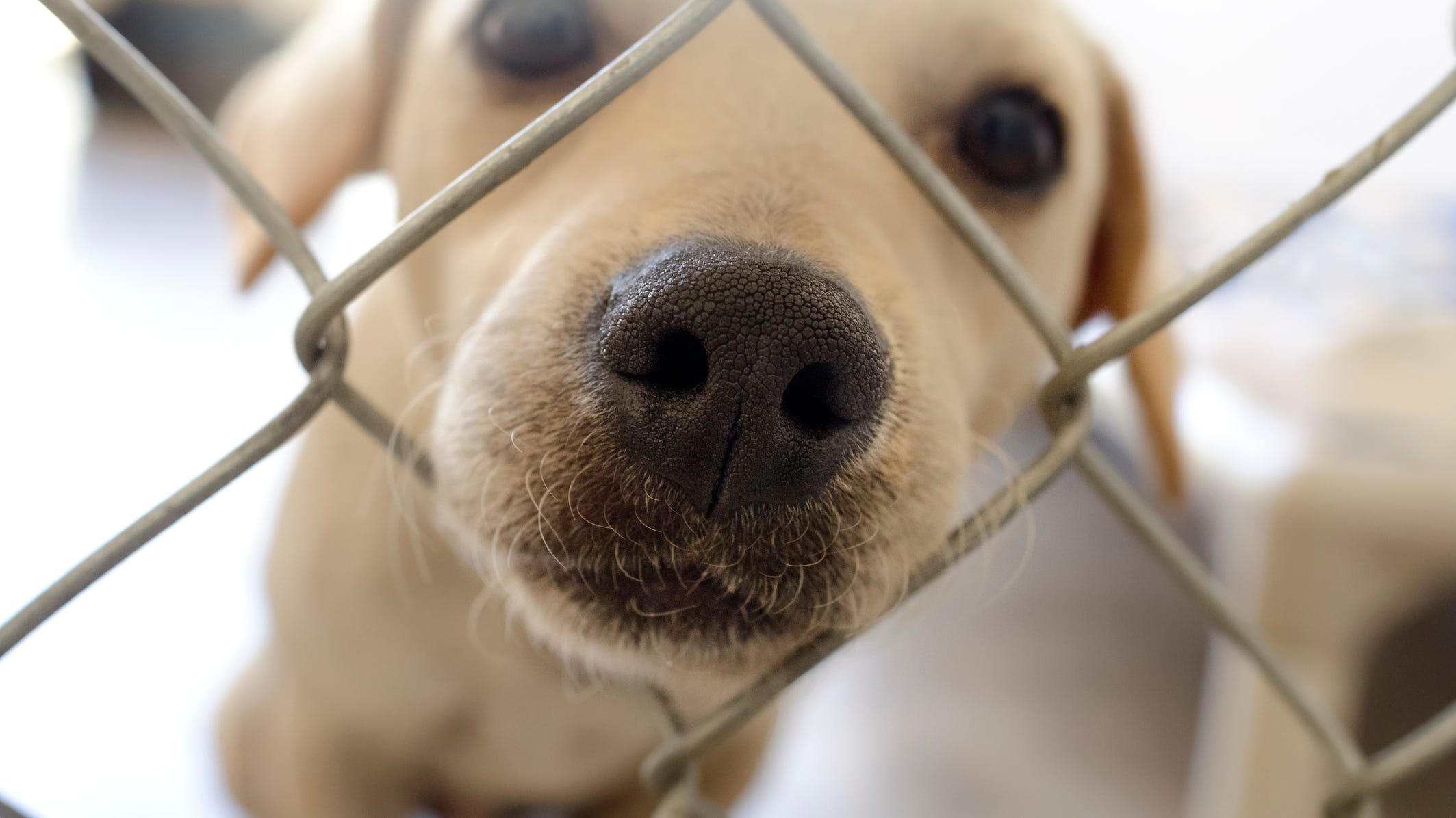 How to Care for a Pet You Adopted During the COVID-19 Pandemic