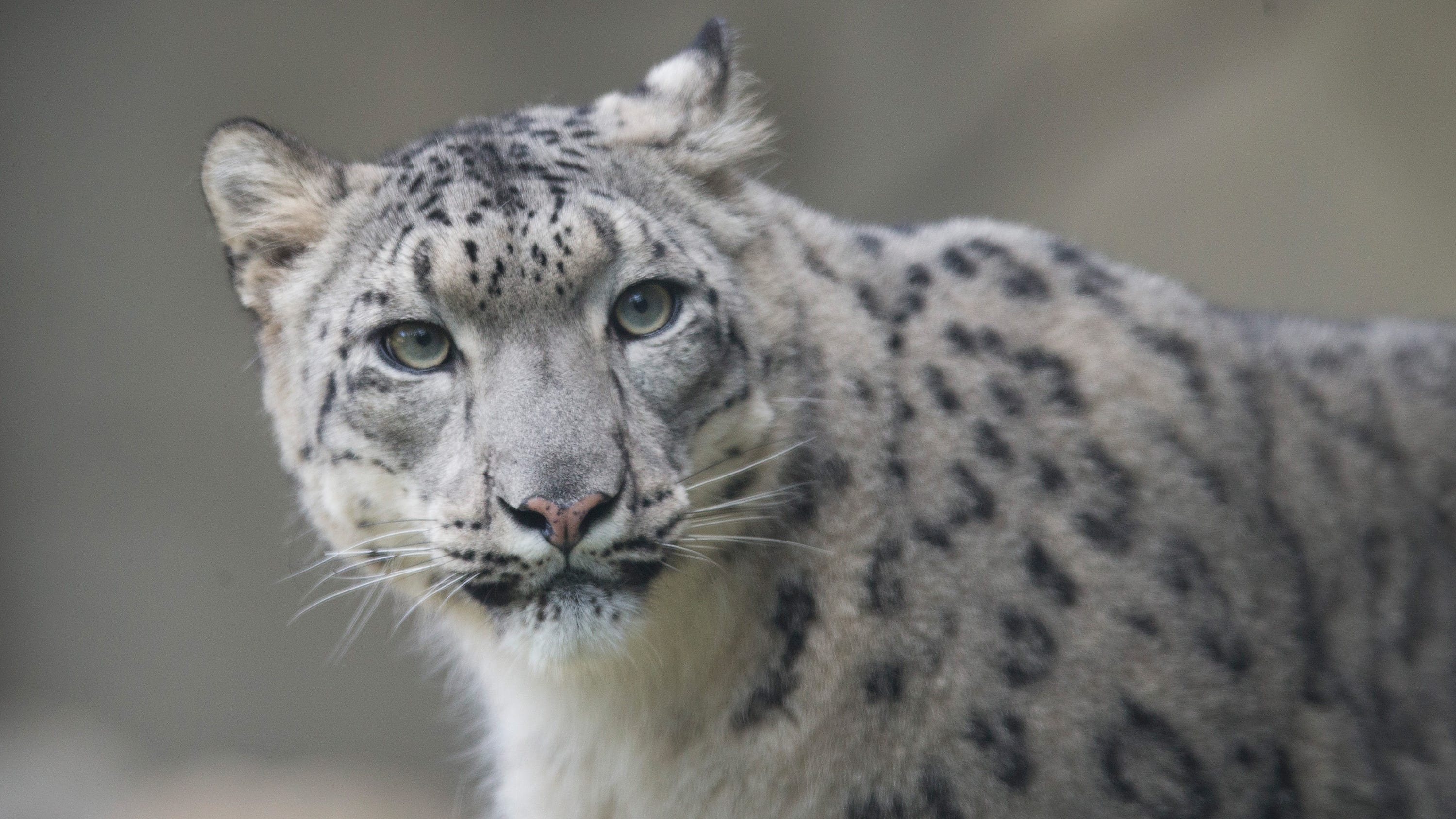 San Diego Zoo snow leopard tests positive for Covid-19, unclear if Delta variant