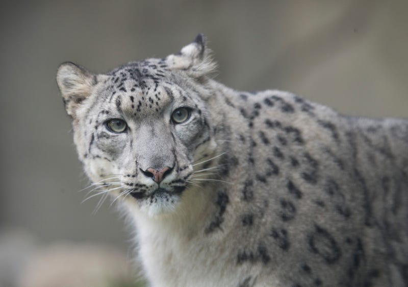 A female snow leopard at the Brookfield Zoo in Illinois.