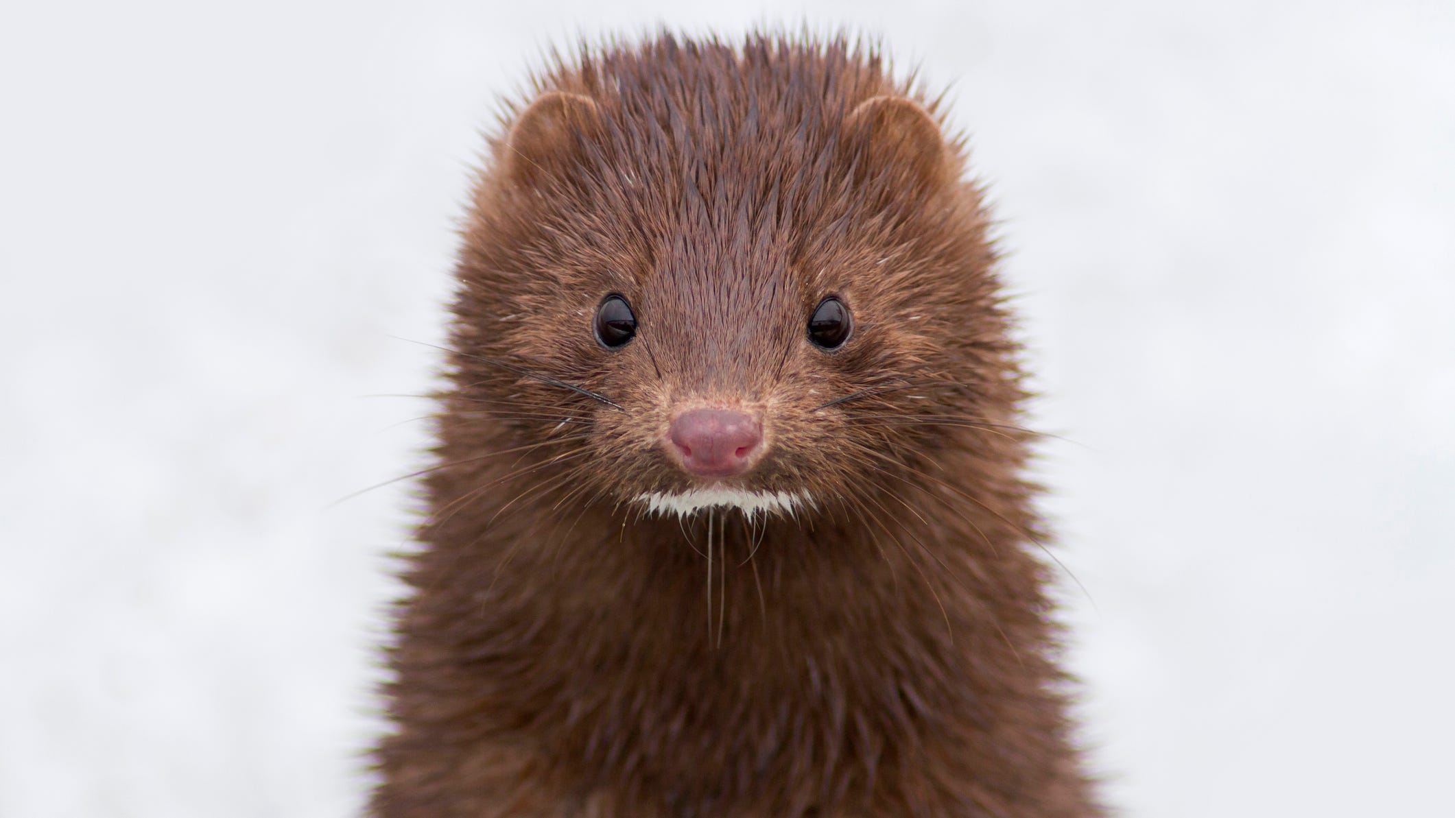Thousands of mink roaming free after they were released from farm