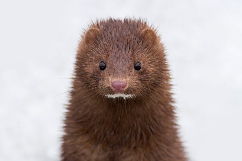 Mink stock photo. 