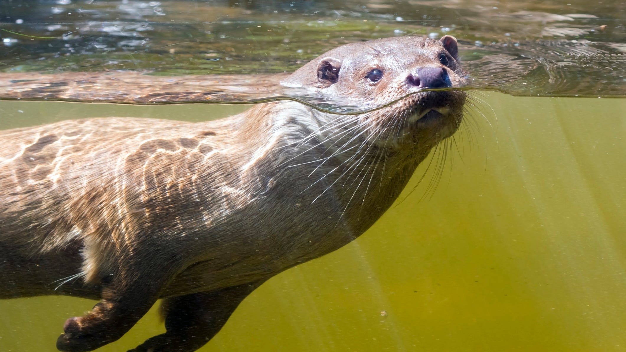 PHOTO: Precious river otter triplets born to first-time parents at zoo